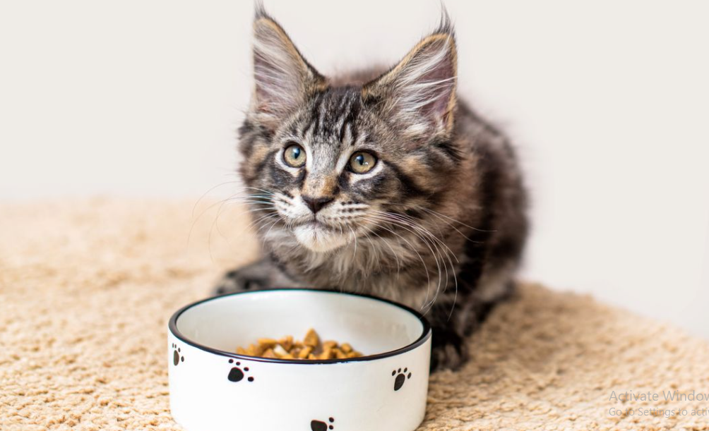 Wajib Tau! Berikut Jadwal Pemberian Makanan Kucing Untuk Kitten yang Tepat, Agar Anabul Gemuk dan Sehat