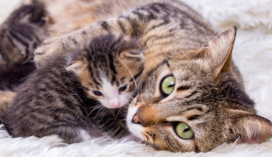 Ternyata Ini 5 Alasan Kenapa Induk Kucing Memakan Anaknya Sendiri, Bukan Karena Tidak Peduli!