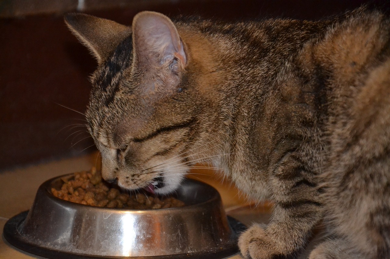 Makanan Basah dan Kering untuk Kucing, Lebih Bagus Mana? Simak Yuk Perbedaanya! 