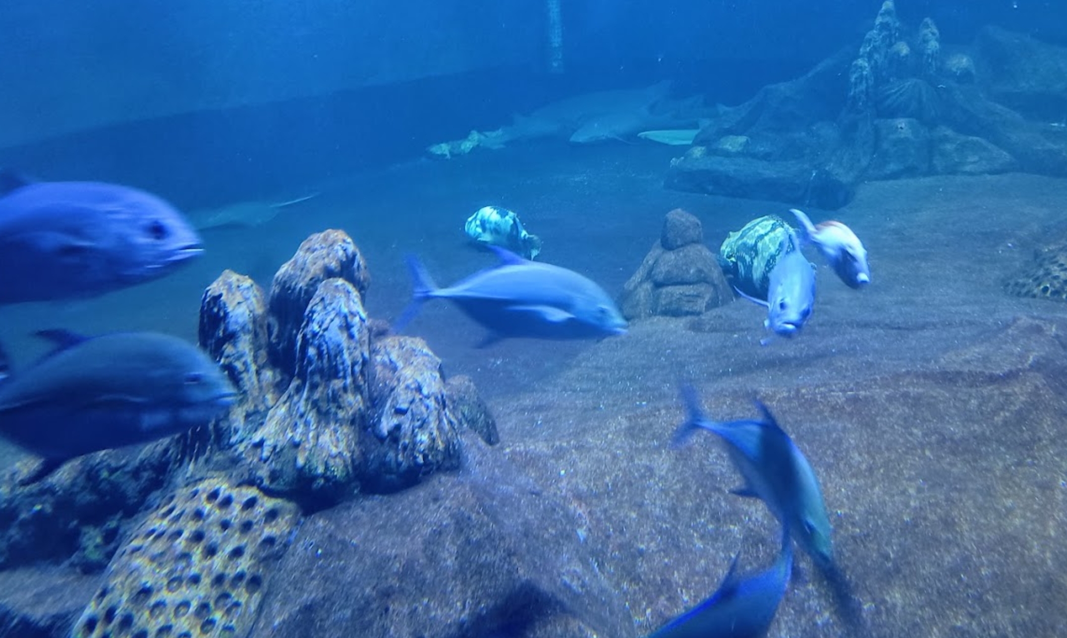 Mei Banyak Long Weekend, Wisata di Pangandaran Ini Bisa Jadi Pilihan, Ada Aquarium Raksasa