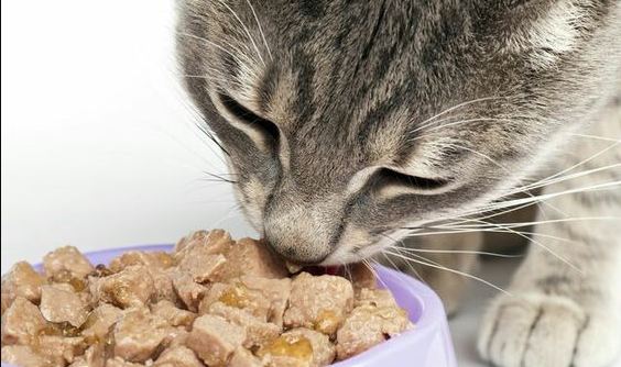 Jangan Asal Kasih! Ini Dia Jadwal Makan Kucing  Yang Benar Agar Sehat Dan Menjadi Penurut