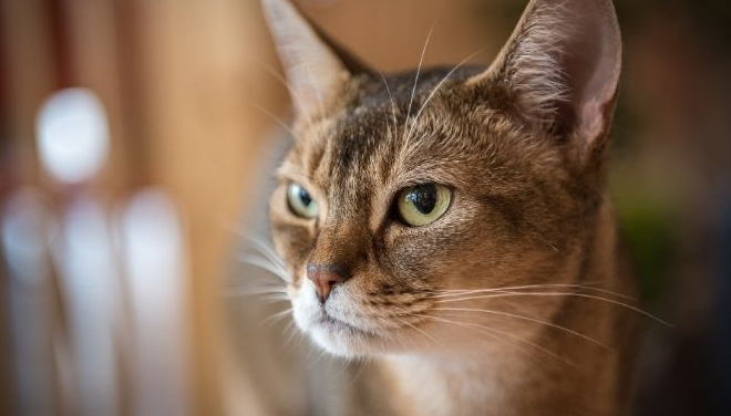 Jangan Sampai Dibiarkan! Ini 4 Ciri Kucing Sedang Bete atau Bad Mood, yang Perlu Perhatian Kita!