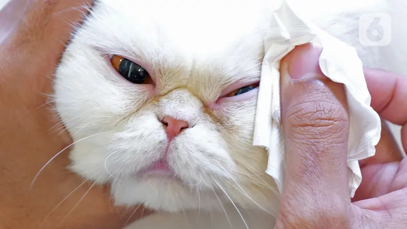 3 Obat Ampuh Mengatasi Sakit Mata Untuk Kucing Belekan