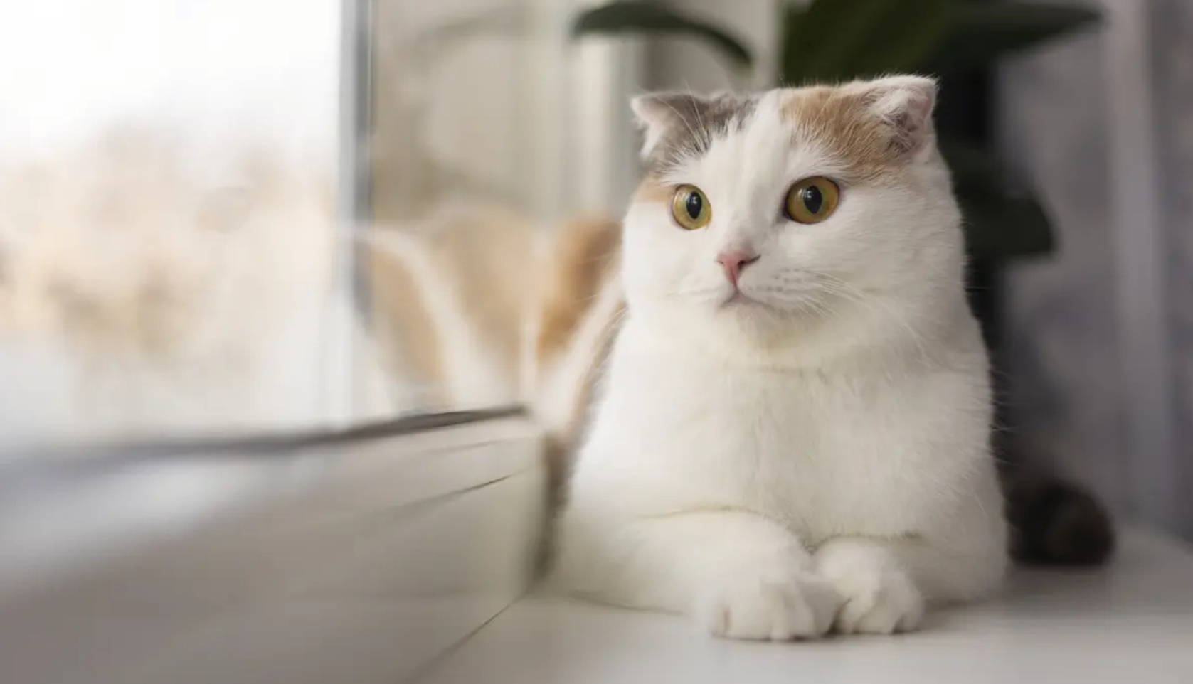 Inilah Cara Menghitung Umur Kucing Betina Siap Kawin, Perhatikan dan Kenali Tanda-tandanya
