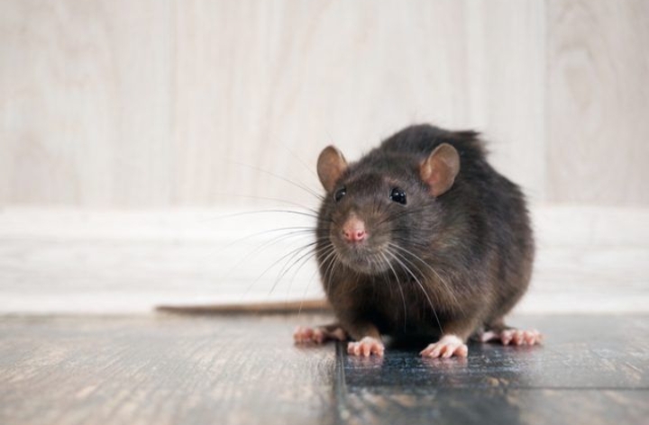 5 Cara Mengusir Tikus di Plafon yang Ampuh Menggunakan Bahan Alami 