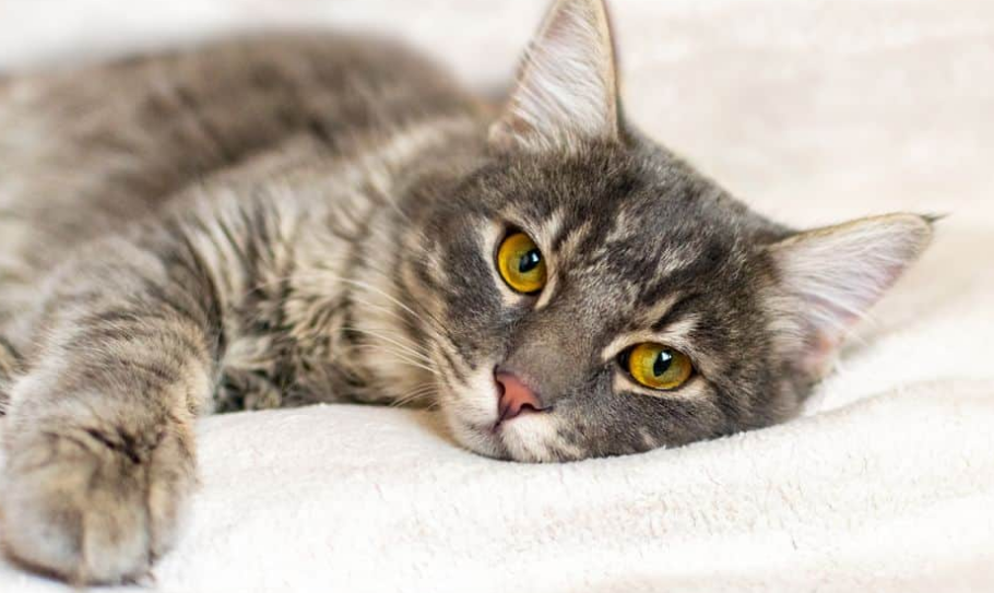 Kucing Itu Sensitif! Ini 5 Hal yang Sering Membuat Kucing Sedih dan Bahkan Depresi