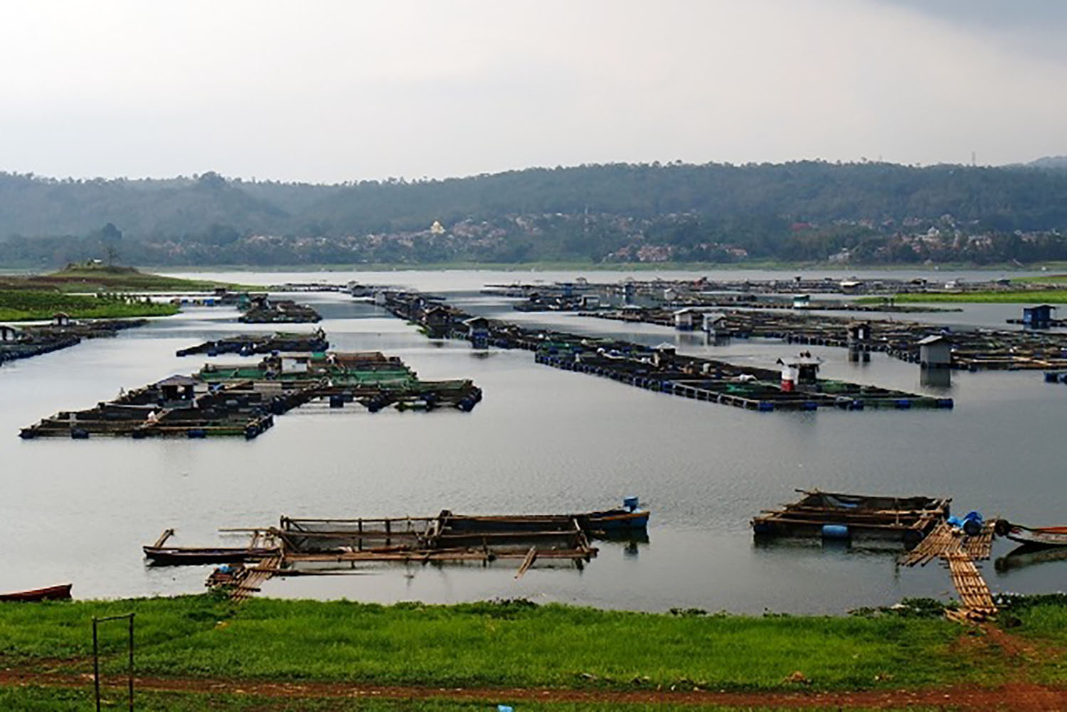 Juragan Ikan Bantu Dorong Mobil Mogok, Ternyata Muatannya Ikan Curian
