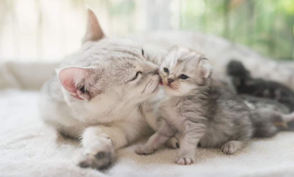 Ternyata Ini 5 Alasan Kenapa Kucing Meninggalkan Anaknya Setelah Melahirkan, Bukan Tidak Bertanggung Jawab