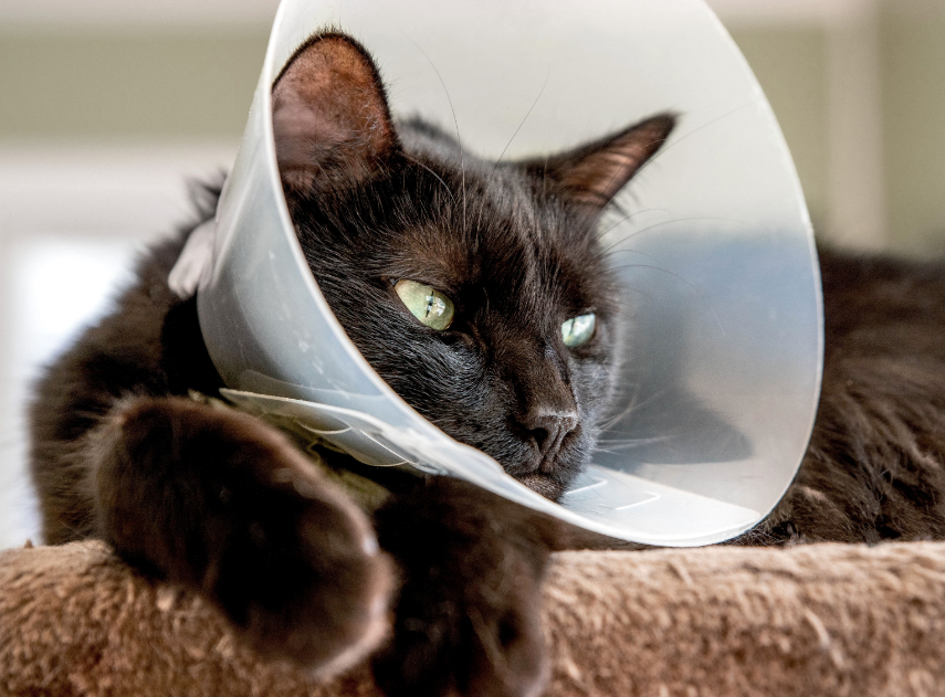 Ternyata Ini Alasan Kenapa Kucing Pakai Collar Setelah Steril atau Operasi!