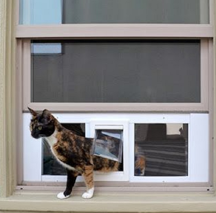 5 Alasan Kucing Minggat dari Rumahmu, Ternyata Kucing Ngambek Karena Hal Ini!