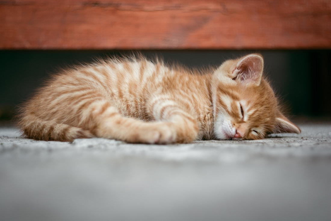 Bisa Menyebabkan Kematian Pada Kucing, Ini Efek Kucing Makan Kecoak Yang Harus Kamu Ketahui! 