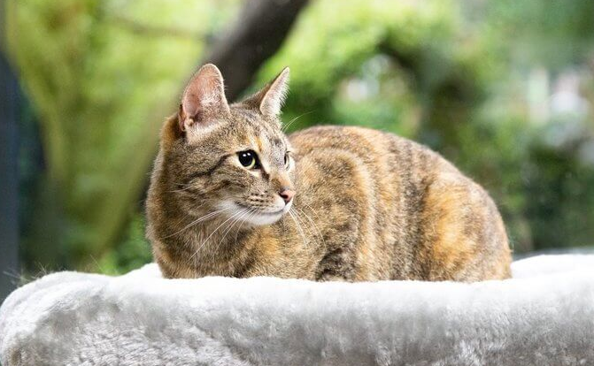 Tanpa Steril! Ini 3 Cara Mencegah Kucing Agar TIdak Hamil