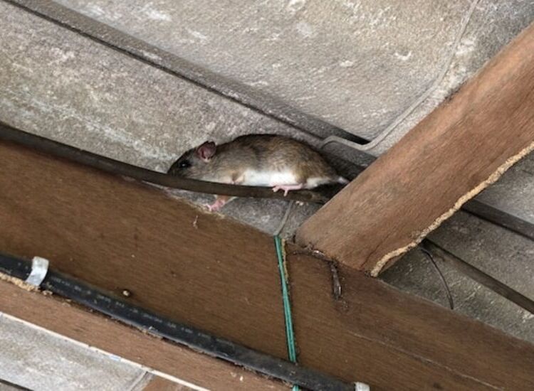 5 Cara Mengusir Tikus di Plafon Atap Rumah, Bikin Tikut Tidak Kembali Lagi dan Sangat Ampuh!