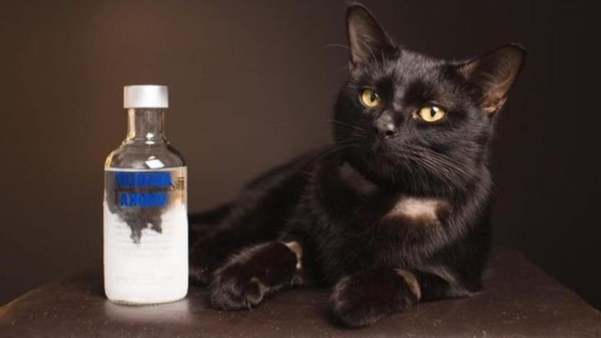 Mencegah Kucing Masuk Rumah dengan Menaruh Botol Air, Mitos atau Fakta?