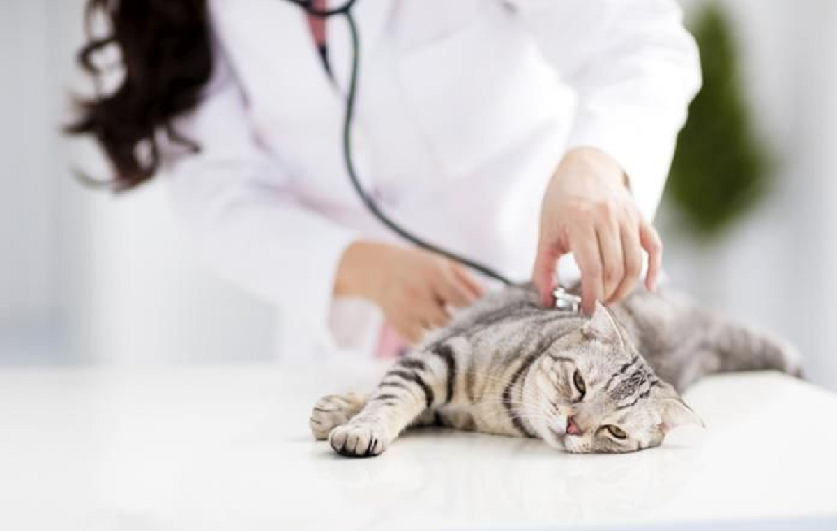 Inilah Ciri Kucing Terkena Penyakit Ginjal Berikut Dengan Langkah Pencegahannya