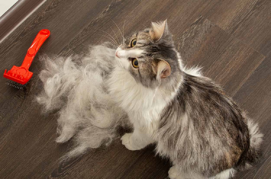 6 Penyebab Bulu Kucing Rontok dan Cara Mengatasinya, Para Pemilik Kucing Wajib Simak