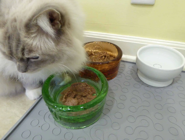 Inilah Cara Menyimpan Makanan Basah Kucing Tanpa Kulkas, Bisa Bertahan Seminggu!