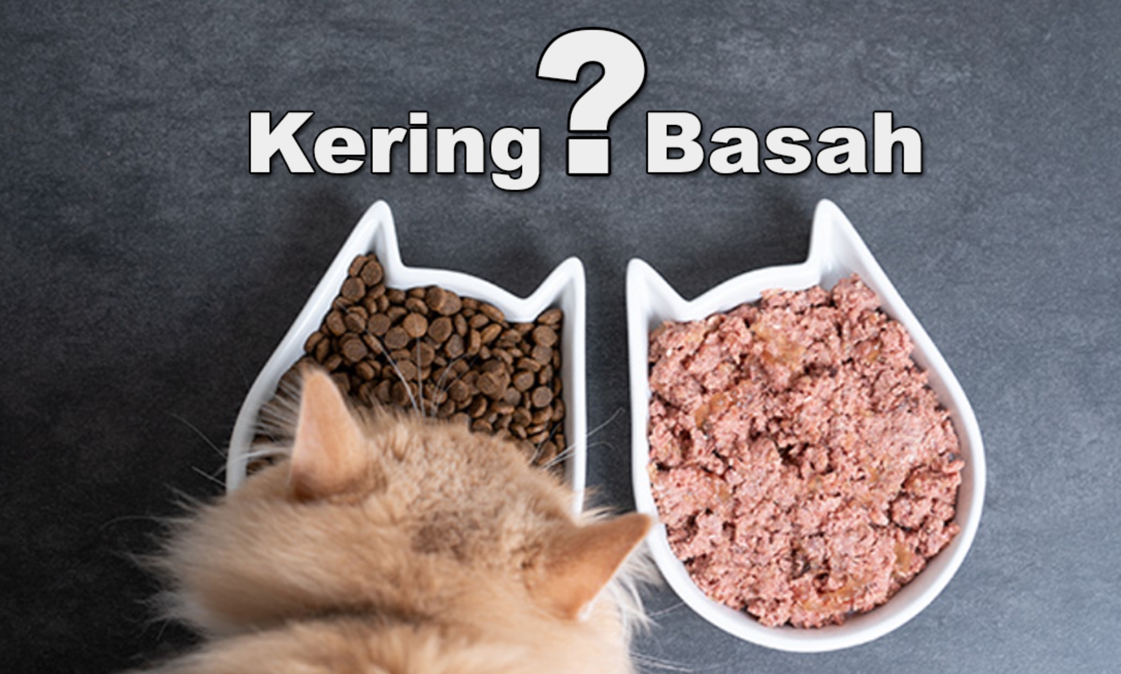 Perbandingan Makanan Kucing Basah dan Kering, Lebih Bagus yang Mana?