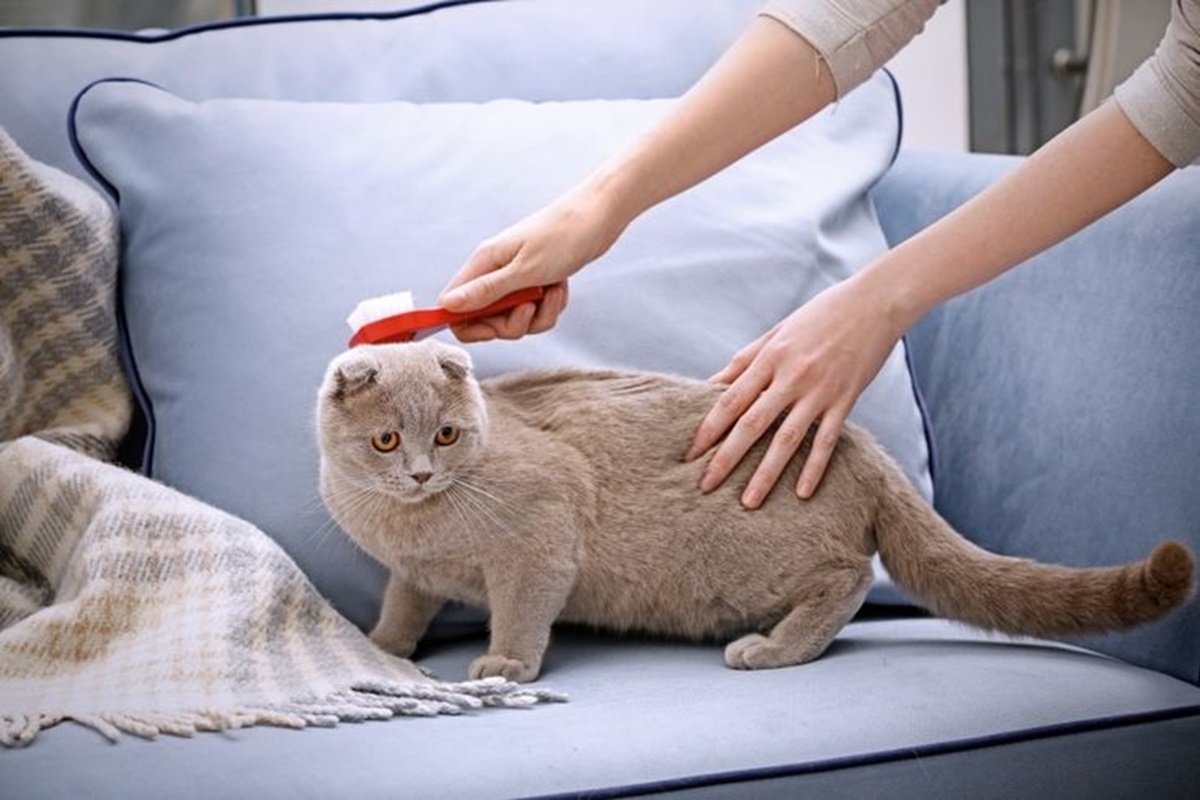  6 Cara Efektif Mencegah Kucing Peliharaan Agar Tidak Terkena Kutu