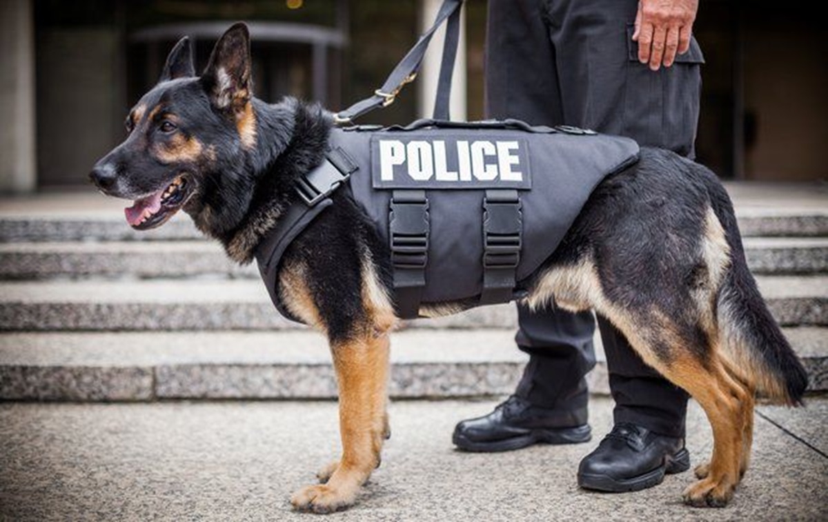 Deretan Jenis Anjing yang Termasuk Dalam Detasemen K-9 Polri, Sering Digunakan untuk Melacak Narkoba dan Bom