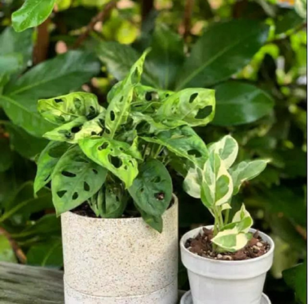 Ada Janda Bolong dan Sirih Gading, Yuk Simak 7 Tanaman Hias Pembawa Keberuntungan di Rumah Menurut Fengshui