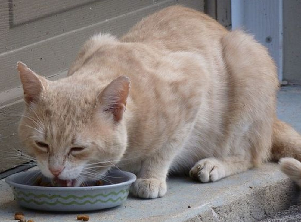 Buat Kucing Makin Gemoy, Ini Dia Rekomendasi 5 Makanan Kucing Murah Yang Paling di Cari Pecinta Kucing!