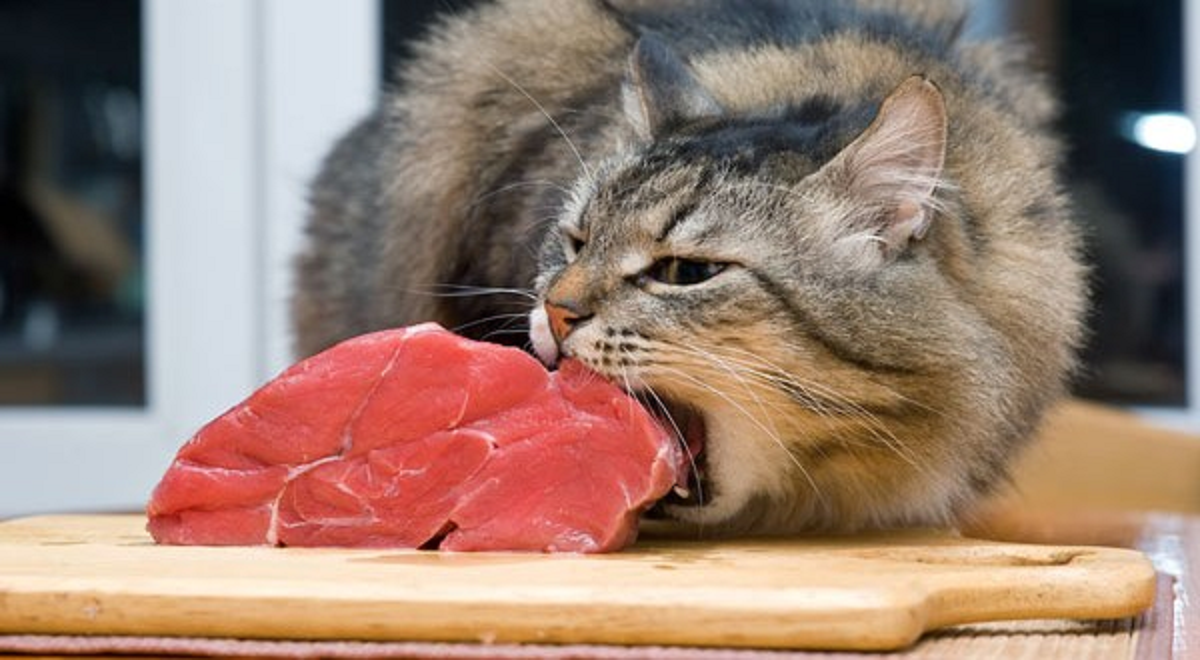 Jangan Sembarangan! Berikut Jadwal Jam Makan Kucing Peliharaan yang Ideal, Simak Penjelasannya
