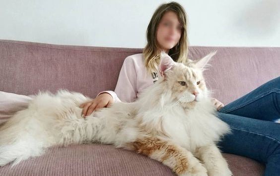 Waw Beratnya Mencapai Hingga 12 Kg! Inilah Deretan Ras Kucing Terbesar di Dunia