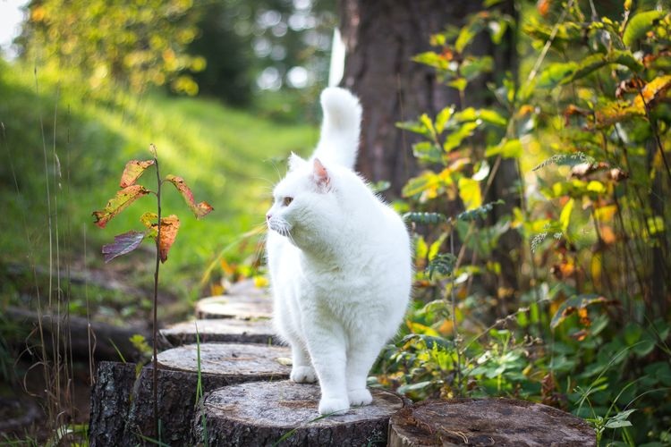 Bingung Mencari Kucing Peliharaan Kabur dari Rumah? Inilah 5 Alasan Kucing Kabur, Cegah Kucing Kabur yu!