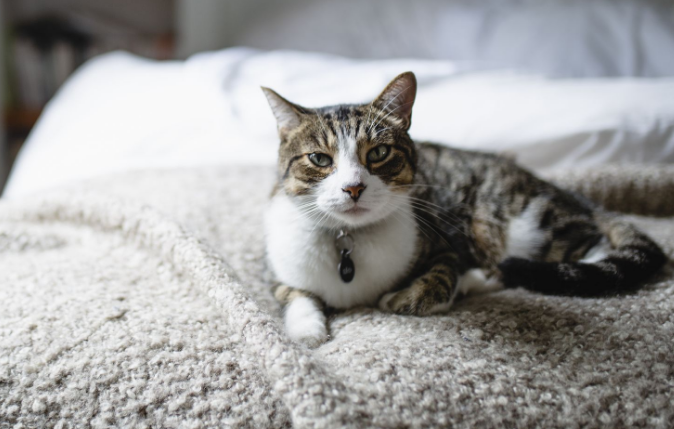 Kenapa Kucing Mengikuti Kita ke Kamar TIdur? Berikut 4 Alasan yang Wajib DIketahui Pemilik Kucing