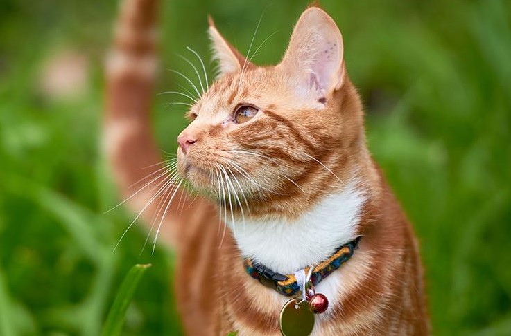 Selain Bisa Mengusir Tikus, Ini 4 Manfaat Lain Memelihara Kucing Secara Outdoor yang Perlu Kamu Pertimbangkan