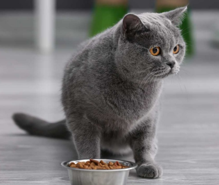 Perhatikan 3 Jam Makan Kucing agar Cepat Gemuk dan Berbulu Lebat Berikut!
