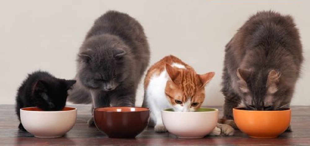 Ini Dia Takaran Makanan Kucing Yang Tepat Sesuai Dengan Usianya, Para Pemilik Kucing Wajib Baca!