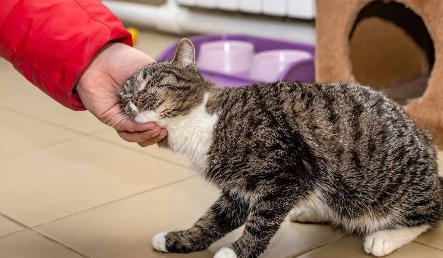 Jarang Disadari! Ternyata Ini 5 Ciri Kucing Menganggap Kita Sebagai Sahabat Favorit Mereka