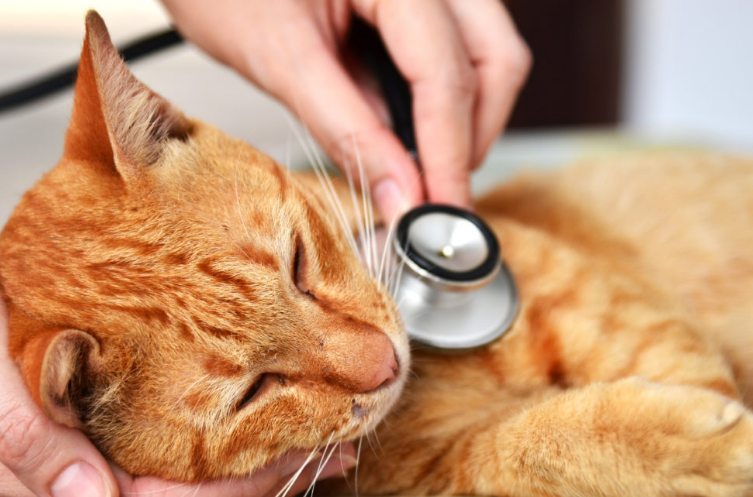 5 Cara Memberikan Makan Kucing Sakit, Tips Menambah Nafsu Makan Anabul