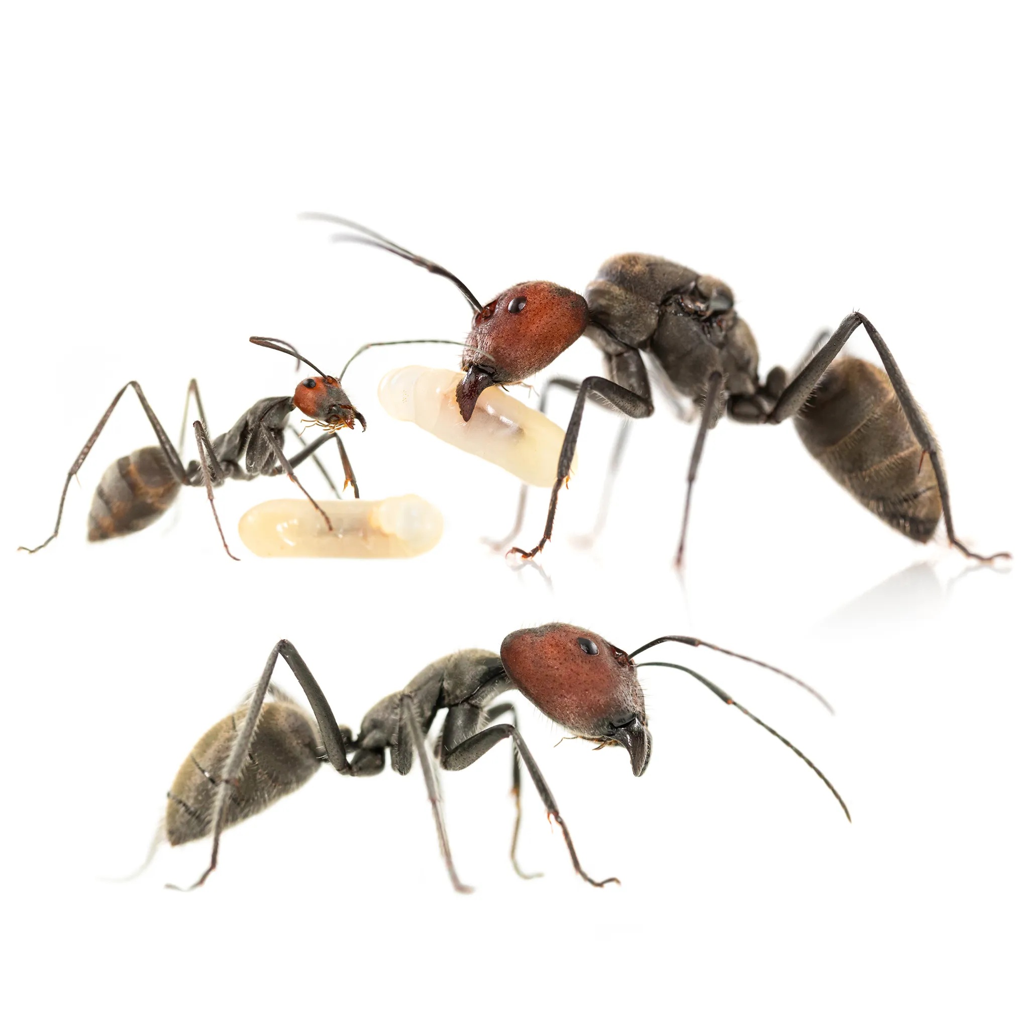 5 Tips Mengatasi Semut yang Bersarang di Dalam Rumah, Sangat Ampuh! Ternyata Mudah Dilakukan