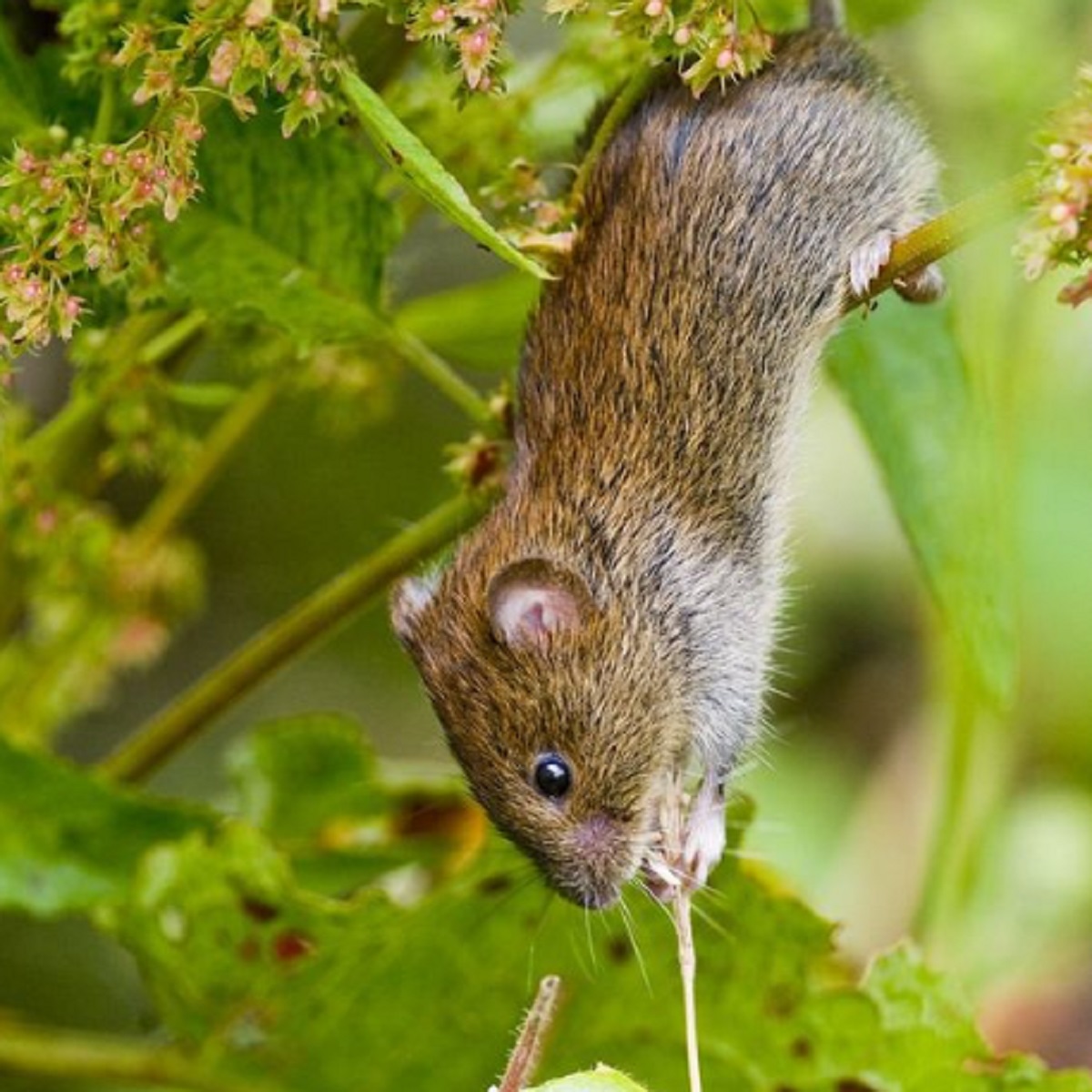 Tikus Tidak Menyukai Aromanya, Berikut 6 Bahan Dapur Yang Ampuh Mengusir Tikus Dari Rumah