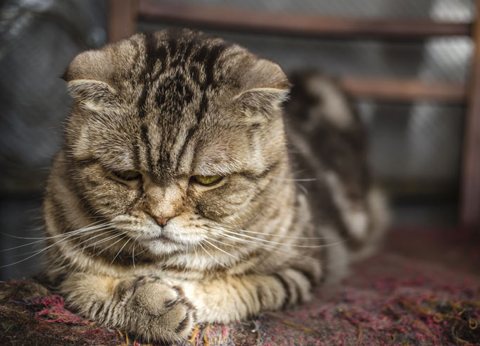 Inilah 5 Perilaku Kucing Mulai Stres yang Perlu Kamu Perhatikan, Cari Tahu Penyebabnya!