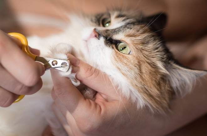 Yuk Kenali 4 Manfaat Memotong Kuku Kucing Peliharaan, yang Jarang Diperhatikan Para Catlovers!