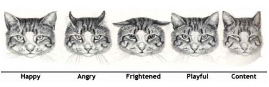 5 Arti Bahasa Tubuh Kucing Melalui Gerakan Telinga yang Jarang Diketahui