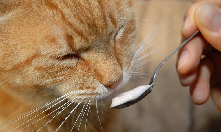 Dijamin Suka! Ini 4 Makanan Rumahan Favorit Kucing Kampung, yang Bagus Untuk Menggemukan