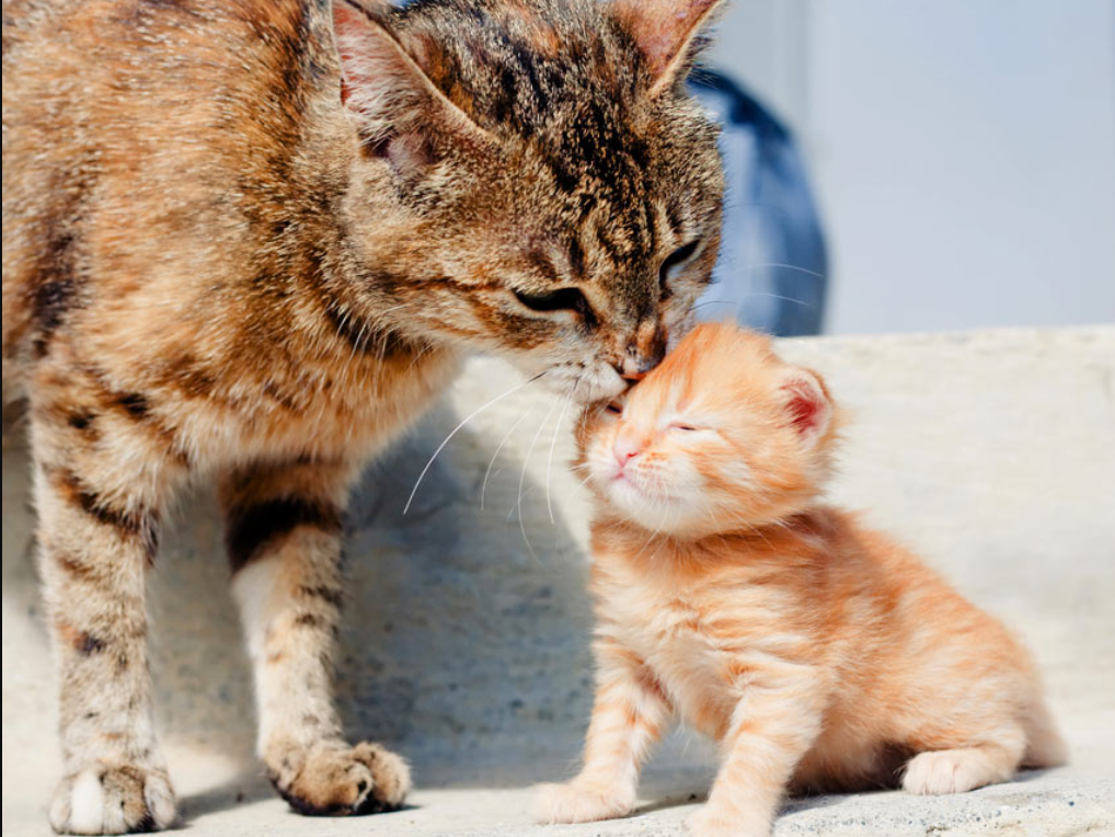 Ternyata Ini Alasan Sebenarnya Kenapa Anak Kucing Baru Lahir Tidak Boleh Dipegang!