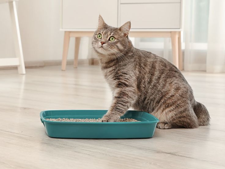 Jaga Kebersihan dan Kesehatan Kucing dengan Membersihkan Kotorannya Secara Rutin, Berikut Tata Caranya!