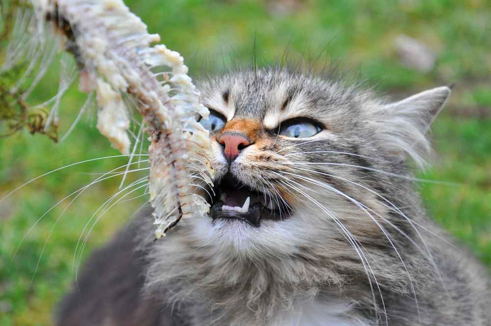 Jangan Asal Kasih! Ini 5 Makanan yang Tidak Boleh Dikonsumsi Kucing, No. 2 Masih Sering Diberikan