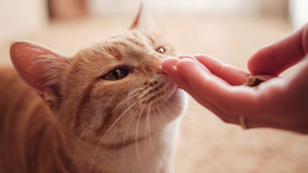Tanda Pertemanan? Berikut 4 Alasan Kucing Kampung Sering Mengendus Tangan Kita, yang Bisa Bikin Terharu