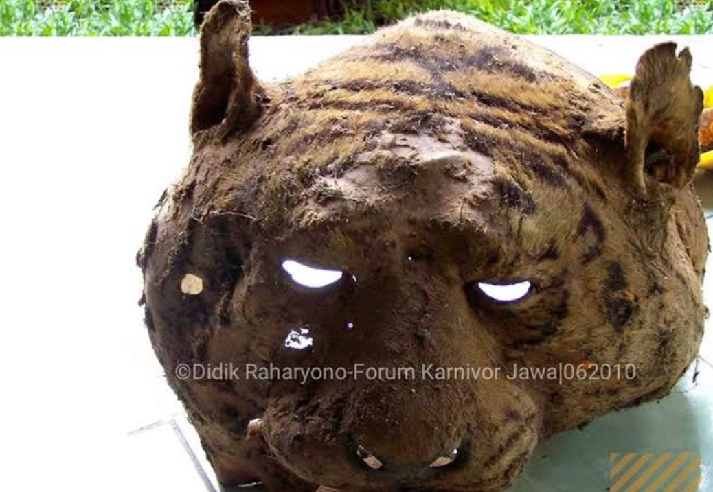 Kisah Potongan Kepala Harimau Jawa Gunung Ciremai, Diawetkan dengan Garam, Dipakai Bermain Anak-anak