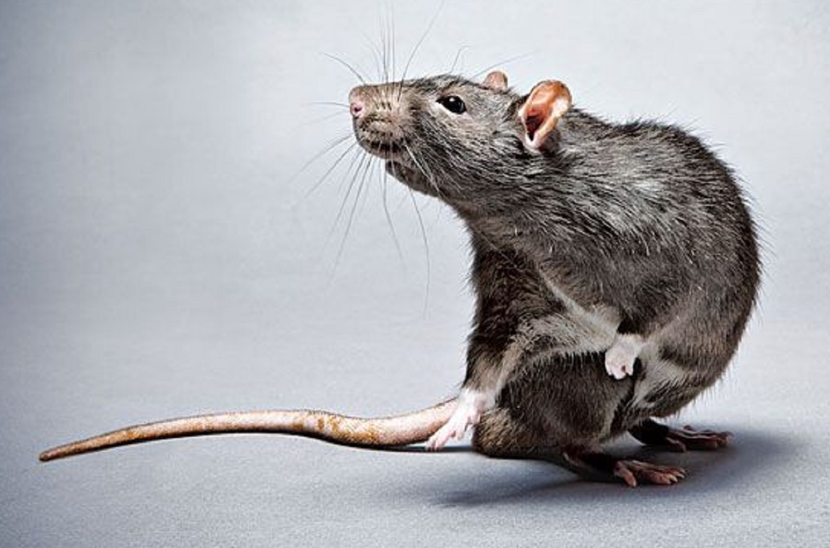 Tikus Tidak Suka Baunya, Ini Dia 6 Cara Usir Tikus Menggunakan Kapur Barus di Rumah