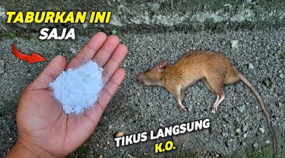 Buat Tikus Kabur Karena Baunya, Berikut 6 Cara Mengusir Tikus Menggunakan Micin