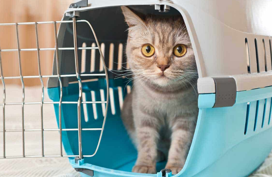3 Tips Cara Mengatasi Kucing Stres Karena Pindah Pemilik, Ternyata Mudah Lho!