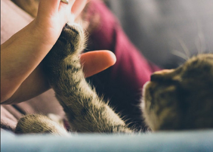 5 Cara Kucing Kampung Mengucapkan Terima kasih Kepadamu, Yuk Simak 